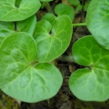 Europine pipirlape.jpg